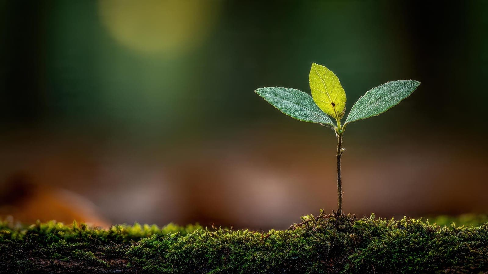 Young sprout growing, symbolising scalable infrastructure for growth